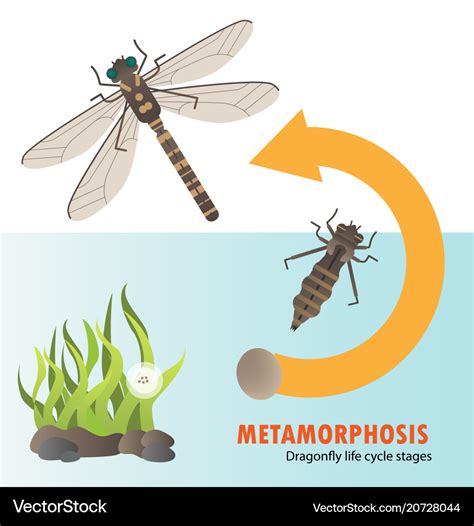 Stages Of Dragonfly Life Cycle