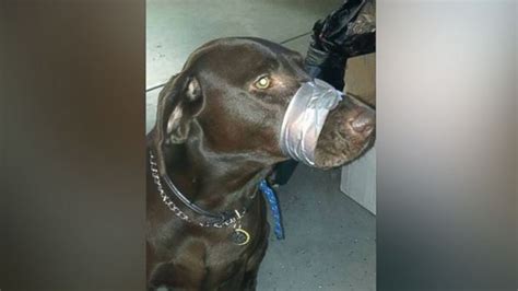 South Carolina Man Who Bound Dogs Muzzle With Tape Sentenced To 5