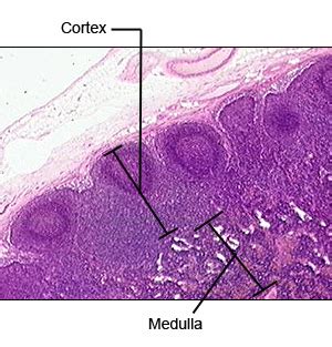 Lymph Node Capsule Slide