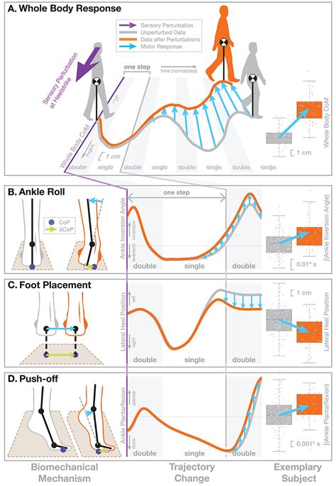 Frontiers Interactions Between Different Age Related Factors