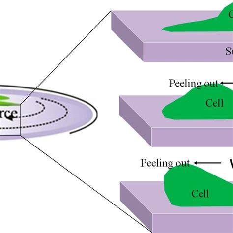 Schematic Representation Of Spinning Disk Assay For Measurement Of Cell