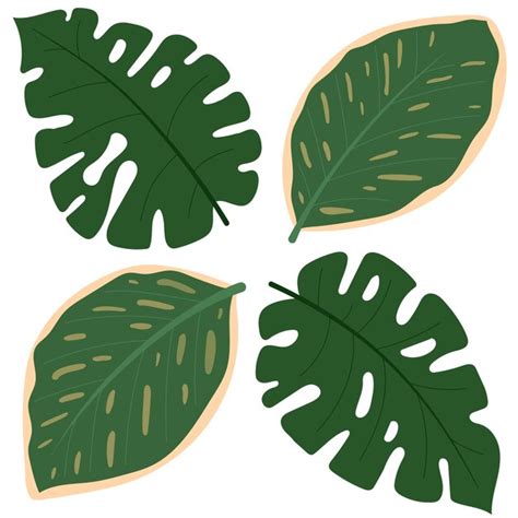 Conjunto De Vectores Grandes Hojas Tropicales Monstera Y Ficus Para