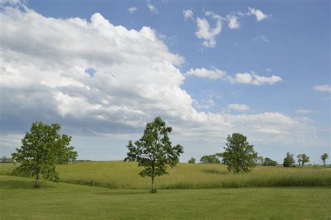 Clover Field Stock Photo Image Of Ecology Field Green 22371774