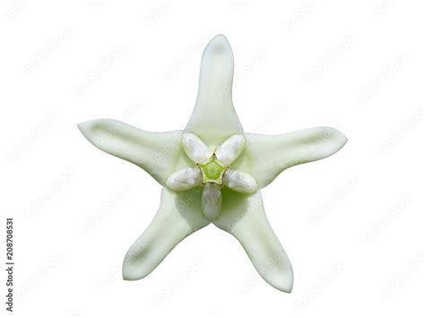 Crown flower or Calotropis gigantea. Stock Photo | Adobe Stock