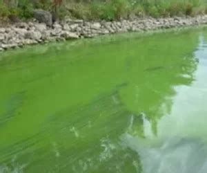 Treating Blue Green Algae Expert Guidance Swim Safety