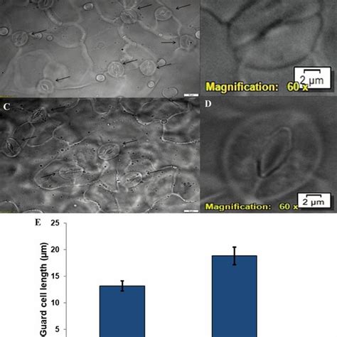 Pictorial representation of the number of stomata and stomata size in ...