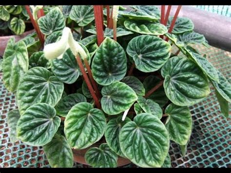 ПЕПЕРОМИЯ. Уход и содержание в домашних условиях - YouTube