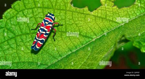 Bug Hemiptera Tropical Rainforest Costa Rica Central America