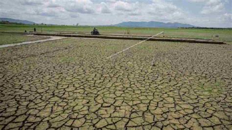 Dampak El Nino Ratusan Lahan Pertanian Di Ciamis Gagal Panen