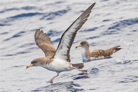 Madeira Birding Tours Madeira Birdwatching Birdquest