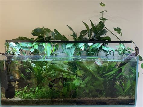 The Jungle : r/Aquascape