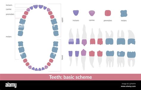 Diagrama Anatómico Dental De La Mandíbula Y Los Dientes El Esquema De