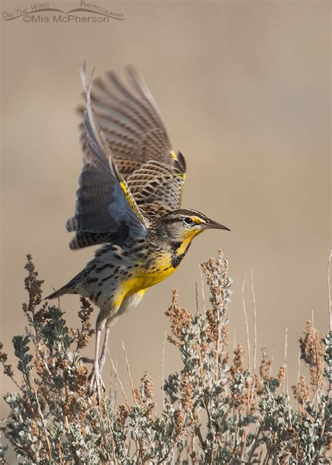 Western Meadowlark Lifting Off From A Sagebrush On The Wing Photography