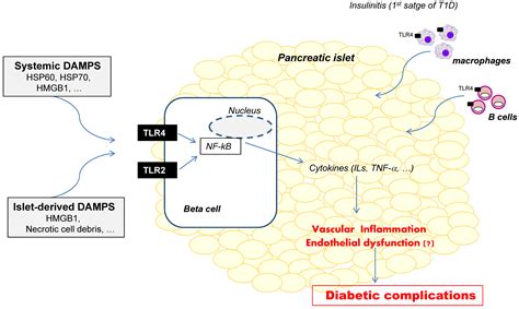 The Innate Immune System Via Toll Like Receptors TLRs In Type 1