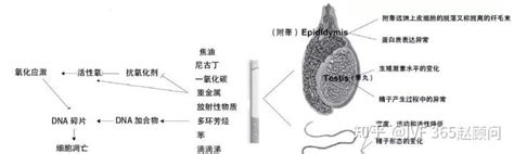 影响男性精子质量的10大因素，你中了几个？ 知乎