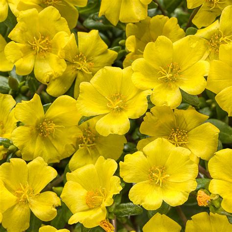 Purslane Portulaca Plant Addicts