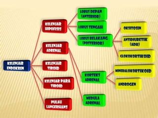 Hormon Pada Tubuh Manusia Biologi PPT