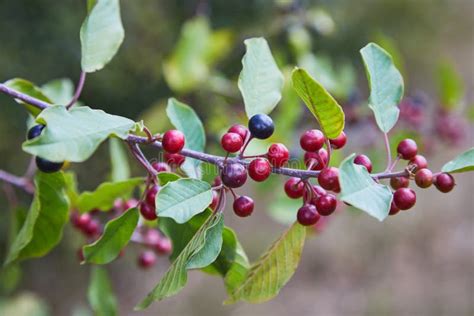 Berries of Alder Buckthorn Frangula Alnus. Stock Photo - Image of black, forest: 170598458