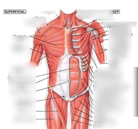 Muscles Of The Abdomen Diagram Quizlet