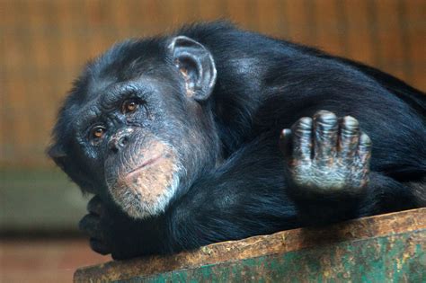 Relaxing Monkey Free Stock Photo Public Domain Pictures