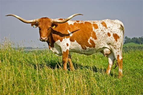 Texas Longhorn Cattle Photos