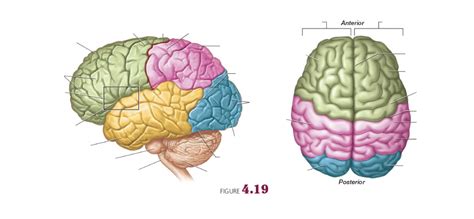 Lab 9 The Brain Diagram Quizlet