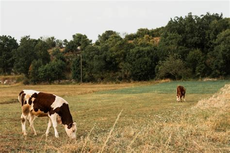 Vacas Pastando En Un Campo Verde En El Campo Foto Premium