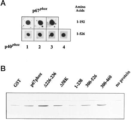 Distinct Binding Sites For P Phox And Rac On P Phox A