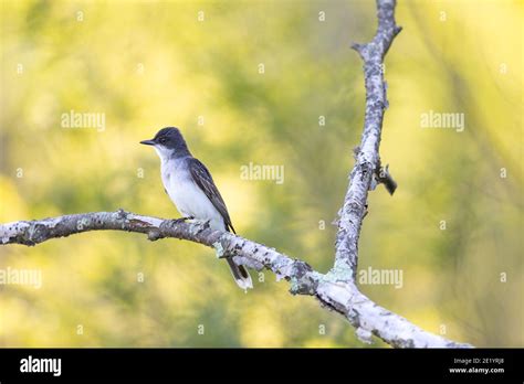 Eastern Kingbird In Northern Wisconsin Stock Photo Alamy