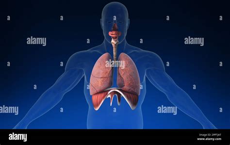 Medical 3d Animation Of The Human Lung With Its Parts Visible