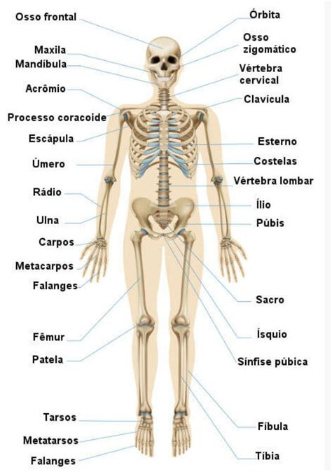 Os Ossos S O Estruturas Vivas E Os Musculos Explique Braincp