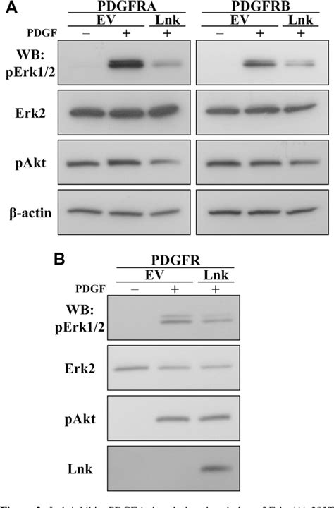 Fip1l1pdgfra Fusion Gene Semantic Scholar