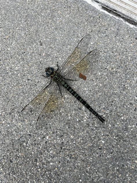 Giant Dragonfly : r/whatsthisbug