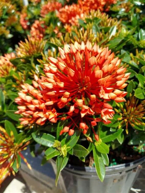 Ixora Chinensis Dwarf Orange Plantly