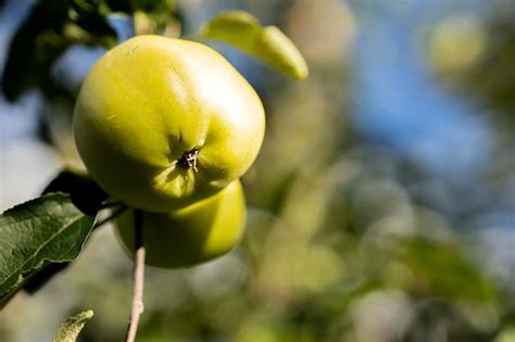 Maçãs verdes e suculentas penduradas em galhos de uma árvore em um