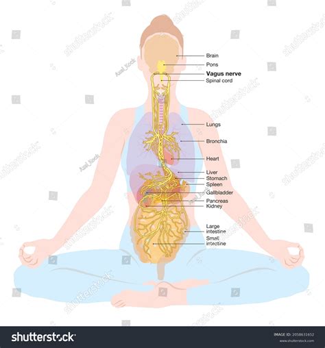 641 Nerve Ganglion Images Stock Photos Vectors Shutterstock