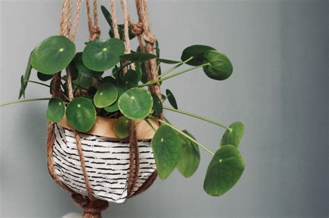 22 Best Indoor Hanging Plants (+ Top Nurturing Tips) - Petal Republic