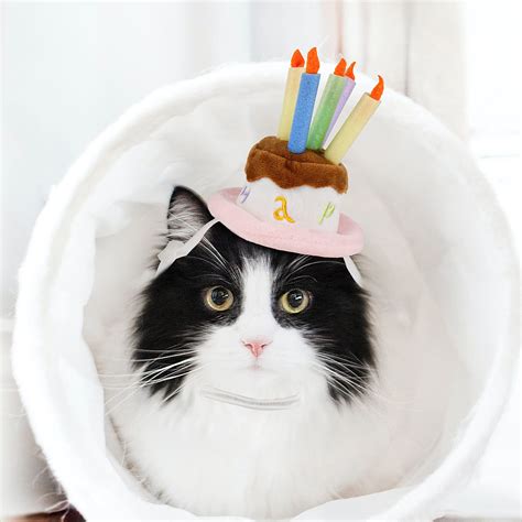 Cat With Birthday Hat