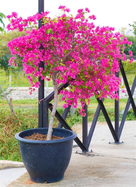 Bougainvillea In A Pot Everything You Need To Know For Grow This