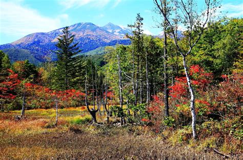 紅葉の風景 乗鞍高原 風景写真春秋