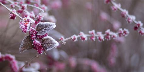 Frost Protection - Treeland Nurseries