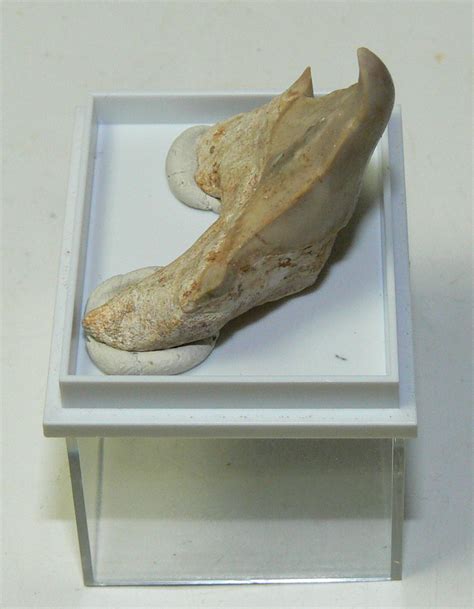 Patologic Otodus Obliquus Teeth 33 Mm From Morocco Fossi