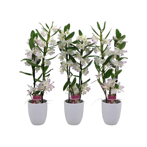 Dendrobium Nobile Classic Kumiko Plant Wholesale Floraccess