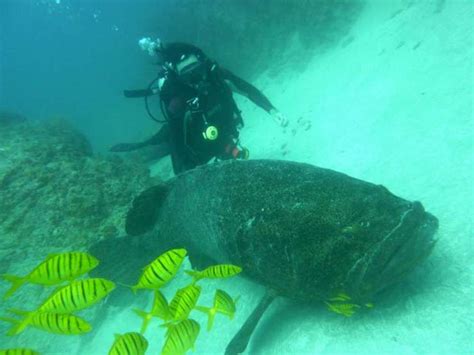 Scuba Diving Cocos Island - Costa Rica