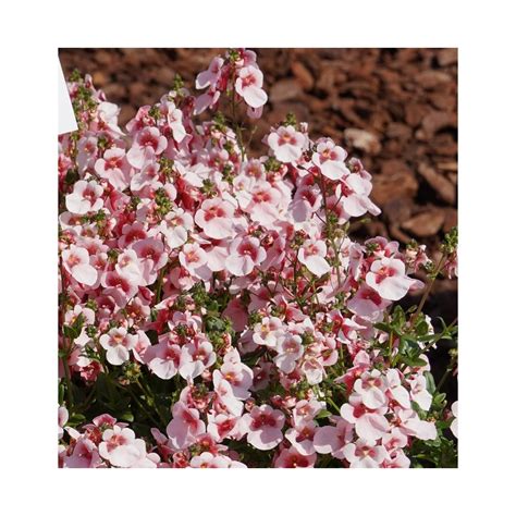 Diascia Barberae Flying Colors Appleblossom