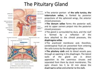 Endocrine system anatomy pituitary thyroid parathyroid.pptx