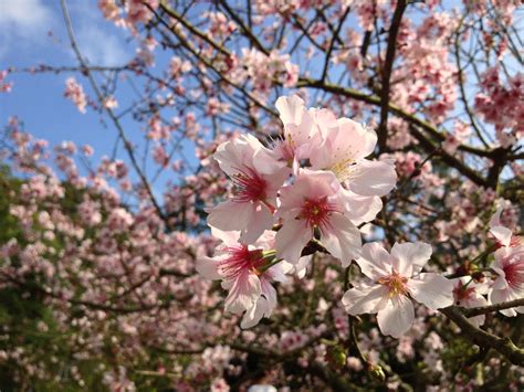 Free Images Tree Branch Flower Bloom Food Spring Produce