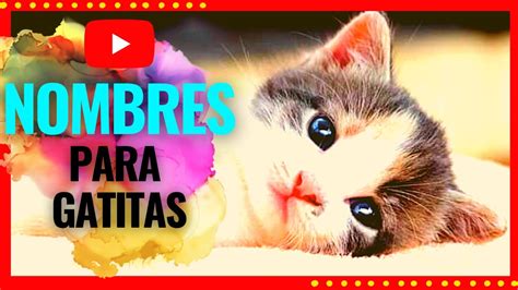 Nombres Para Gatitas Hembras Youtube