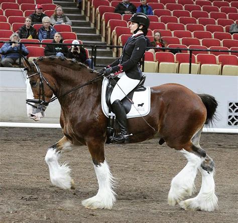 Crannell Menards Got A Passion For Clydesdales The Chronicle Of The