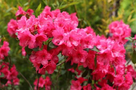 Feeding Tips For Rhododendron: 'Replace The Top 5cm Of Growing Medium ...